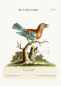 東インドからのブルージェイ、1749-73